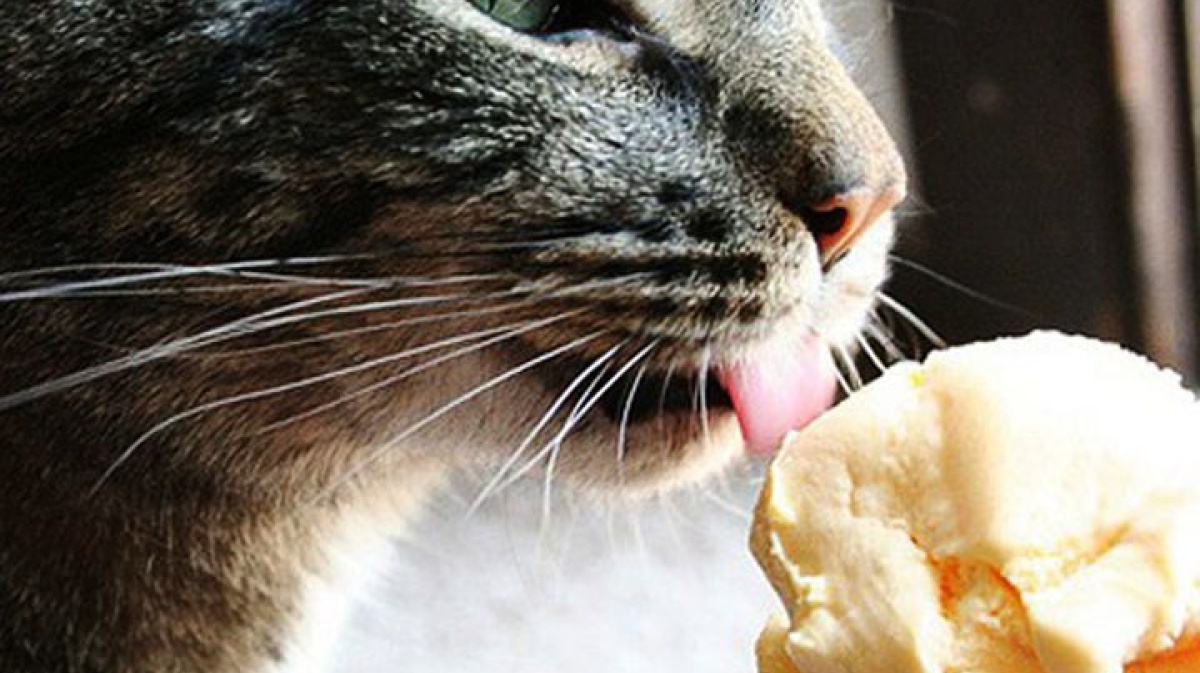 Пальмовый след. Правда ли, что молочная отрасль всё чаще меняет сливочный жир на растительный? - 1